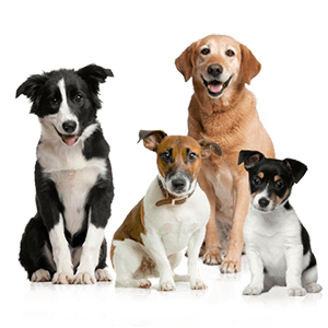 odo-rite Pet Area Freshener- 200Ml | Pet Odour Remover | Pet Safe & Child Safe | Bio Technological Based | Skin Safe | Urine Smell Remover | Can Be Used On All Surface, Aerosol