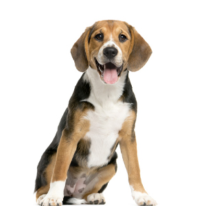 odo-rite Pet Area Freshener- 200Ml | Pet Odour Remover | Pet Safe & Child Safe | Bio Technological Based | Skin Safe | Urine Smell Remover | Can Be Used On All Surface, Aerosol