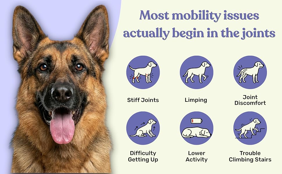Absolut Pet Hip and Joint-Supplements for Dogs Chews That Improve Mobility & Bone Strength with Glucosamine, Chondroitin & Collagen (30 Chews)