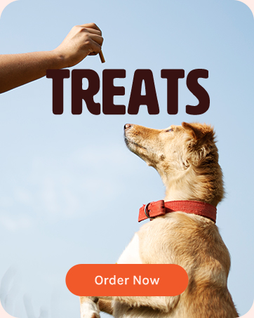 Kennel Kitchen Soft Baked Lamb with Pumpkin Sticks Treats for Dogs, 100g (Pack of 1) | Soft Dog Chew Sticks | Dog Treats for Adult Dogs and Puppies