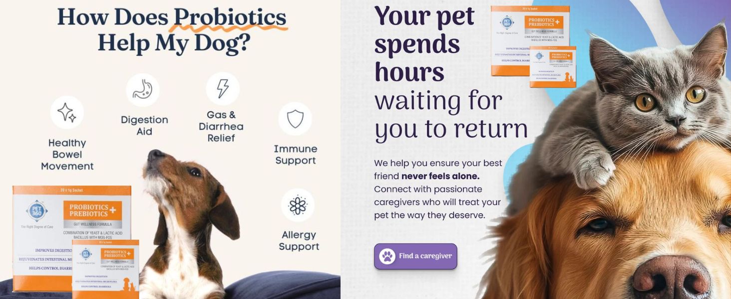 PET360 PROBIOTICS + PREBIOTICS Gut Wellness Formula for Dogs & Cats | Probiotic Supplement | Prevents Diarrhea & Indigestion | Cat & Dog Gut Health Supplement for Improved Immunity - 20 Sachets