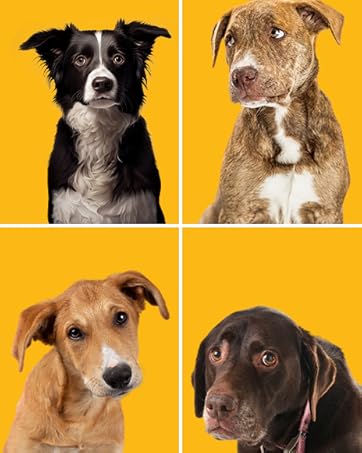 Pedigree Dentastix Oral Care Dog Treat, Adult Small Breed (5-10 kg), 440 g, Recommended by Vets, Supports Gum Health, Reduces Risk of Gum diseases