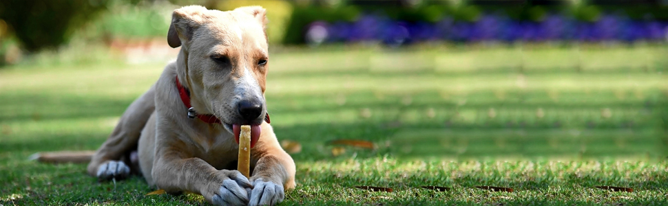 Yakies by HUFT Vegetarian Natural Dog Chew Bone – 25 gm Each | Pack of 3, Small Size Healthy Long-Lasting Chew | High Protein Gluten Free Treat for Small Dogs