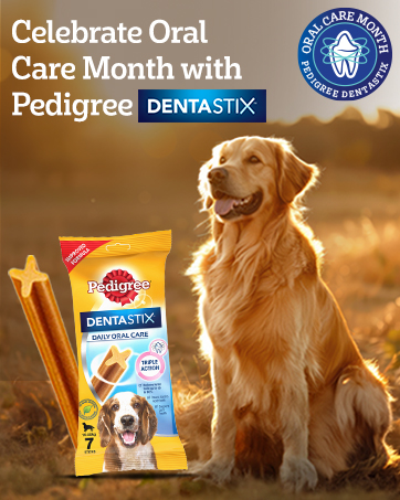 Pedigree Dentastix Oral Care Dog Treat, Adult Medium Breed (10-25 kg), 720 g, Recommended by Vets, Supports Gum Health, Reduces Risk of Gum diseases