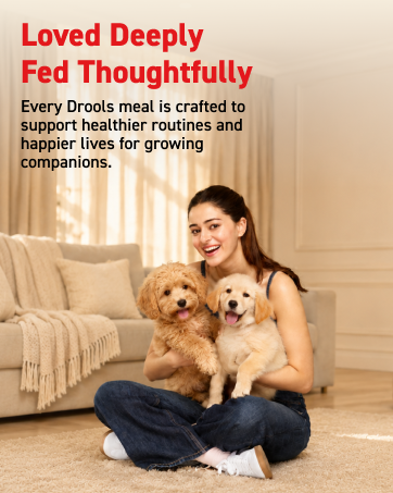 Drools Puppy Wet Dog Food 0.9kg (150g x 6 Packs) | Real Chicken & Chicken Liver Chunks in Gravy | Better Digestibility & Overall Health | Supports Healthy Skin & Coat | Maintains Joint Health