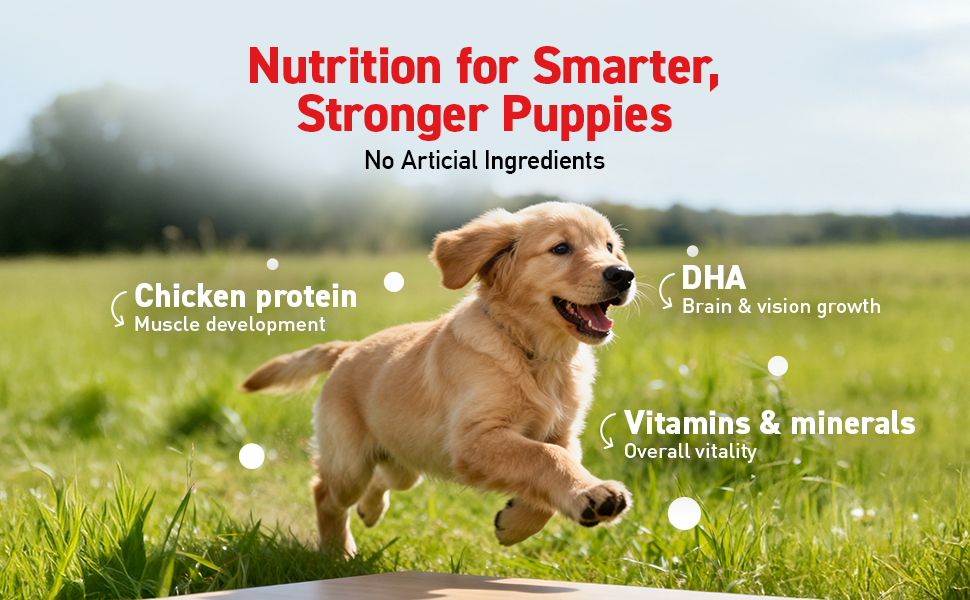 Drools Puppy Wet Dog Food 0.9kg (150g x 6 Packs) | Real Chicken & Chicken Liver Chunks in Gravy | Better Digestibility & Overall Health | Supports Healthy Skin & Coat | Maintains Joint Health