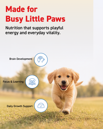 Drools Puppy Wet Dog Food 0.9kg (150g x 6 Packs) | Real Chicken & Chicken Liver Chunks in Gravy | Better Digestibility & Overall Health | Supports Healthy Skin & Coat | Maintains Joint Health