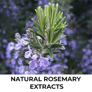 Streax Rosemary Hair Spray - 200ml , 100% Natural Extracts For Hair Growth , Stronger & Thicker Hair, Reduces Hair Fall , Nourishes Scalp & Stimulates Roots , Non-Sticky , Sulphate & Paraben-Free, Rosemary Water Spray for Hair Growth