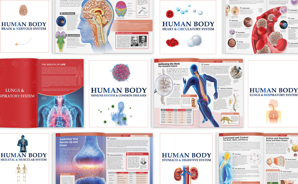 Knowledge Encyclopedia - Human Body