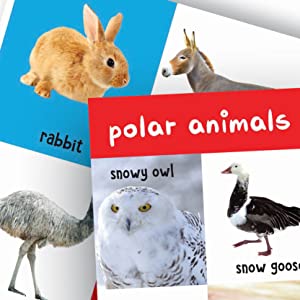 My First 4 In 1 - Wild Animals | Pet & Farm Animals | Birds | Sea Animals | Age 0–5 Years | Early Learning | Padded Board Book | Vocabulary Building For Kids | Toddlers & Preschoolers | Latest Edition