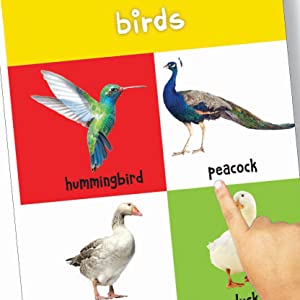 My First 4 In 1 - Wild Animals | Pet & Farm Animals | Birds | Sea Animals | Age 0–5 Years | Early Learning | Padded Board Book | Vocabulary Building For Kids | Toddlers & Preschoolers | Latest Edition