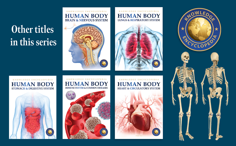 Human Body - Skeletal And Muscular System: Knowledge Encyclopedia For Children