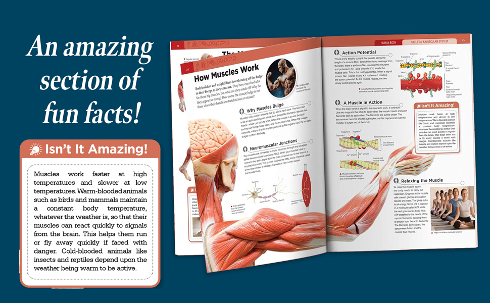 Human Body - Skeletal And Muscular System: Knowledge Encyclopedia For Children
