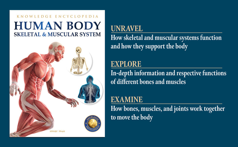 Human Body - Skeletal And Muscular System: Knowledge Encyclopedia For Children