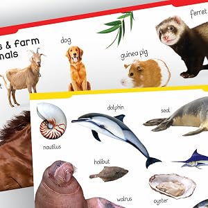 My First Padded Book Of Animals For Kids | Ages 0–5 Years | Early Learning | Board Book | Wild Animals | Farm Animals | Pets | Birds | Bright Pictures | Toddler & Preschooler | Latest Edition