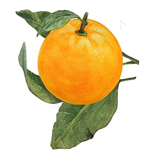 Biotique Bio Orange Peel Revitalizing Body Soap, 150g (Pack Of 2) – view 5