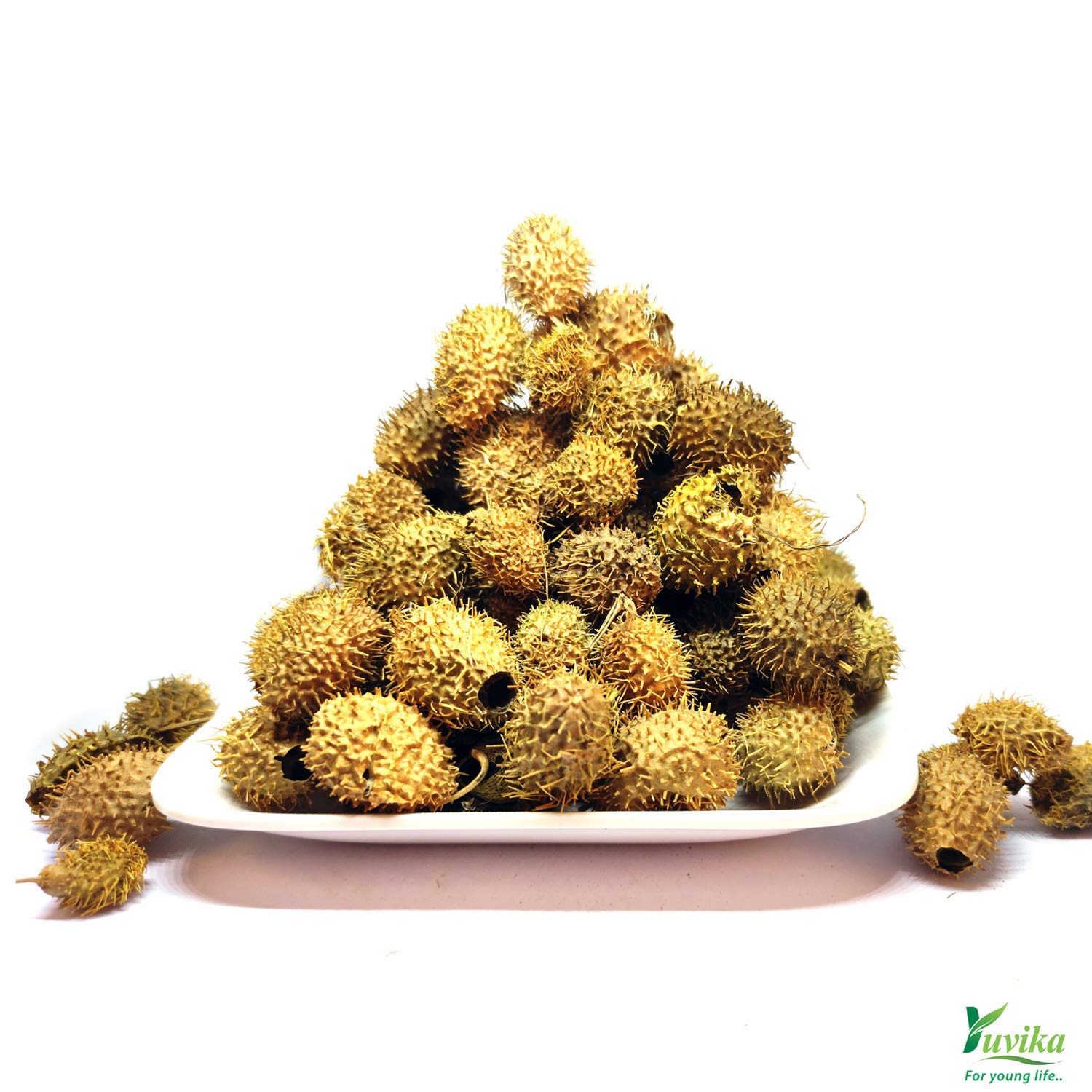 YUVIKA Bindal Doda - Devdali - luffa echinata (100 Grams) – view 2