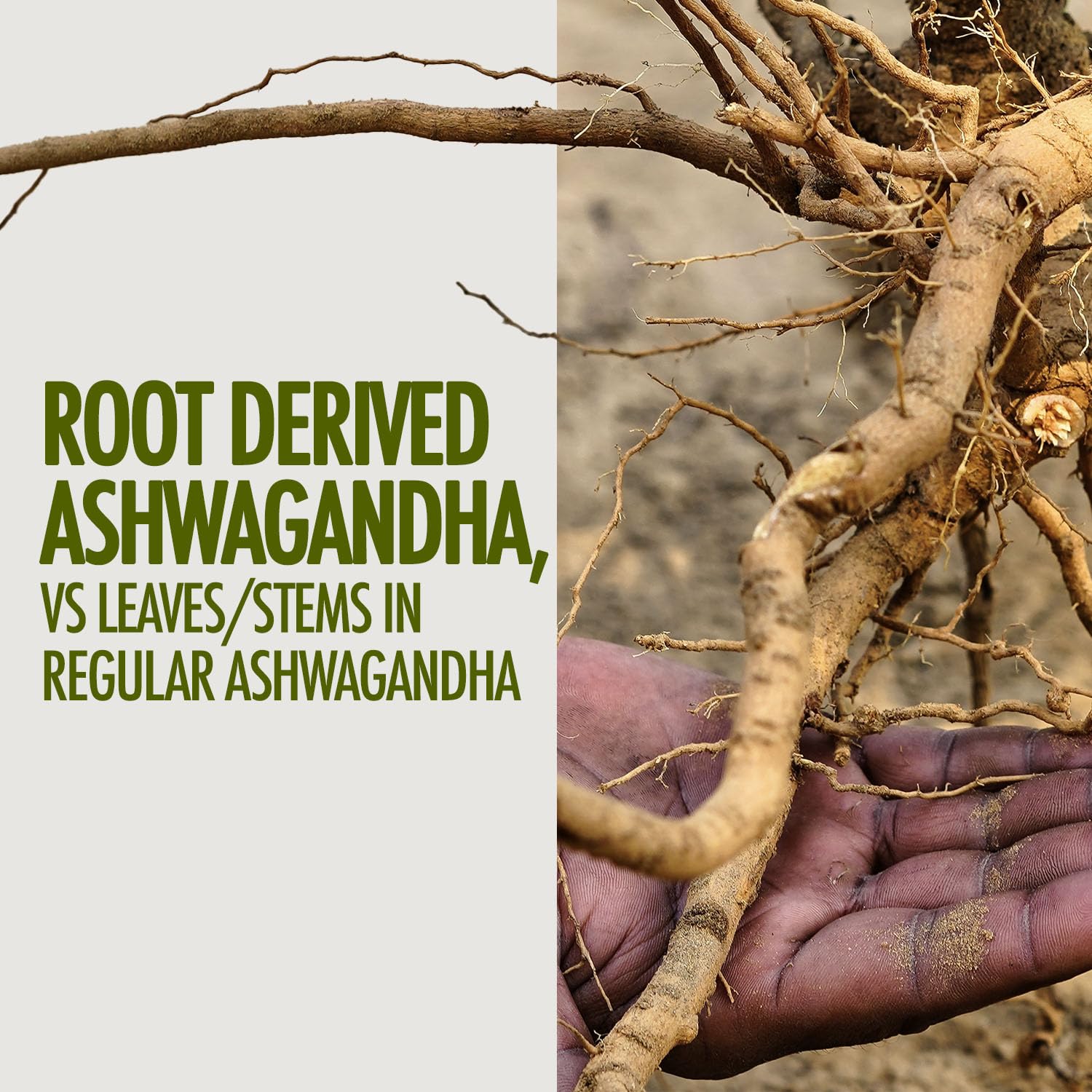 Kapiva Ashwagandha Gold Capsules, 183rd day harvested Potent Nagori Ashwagandha With Gold, Shilajit – view 4