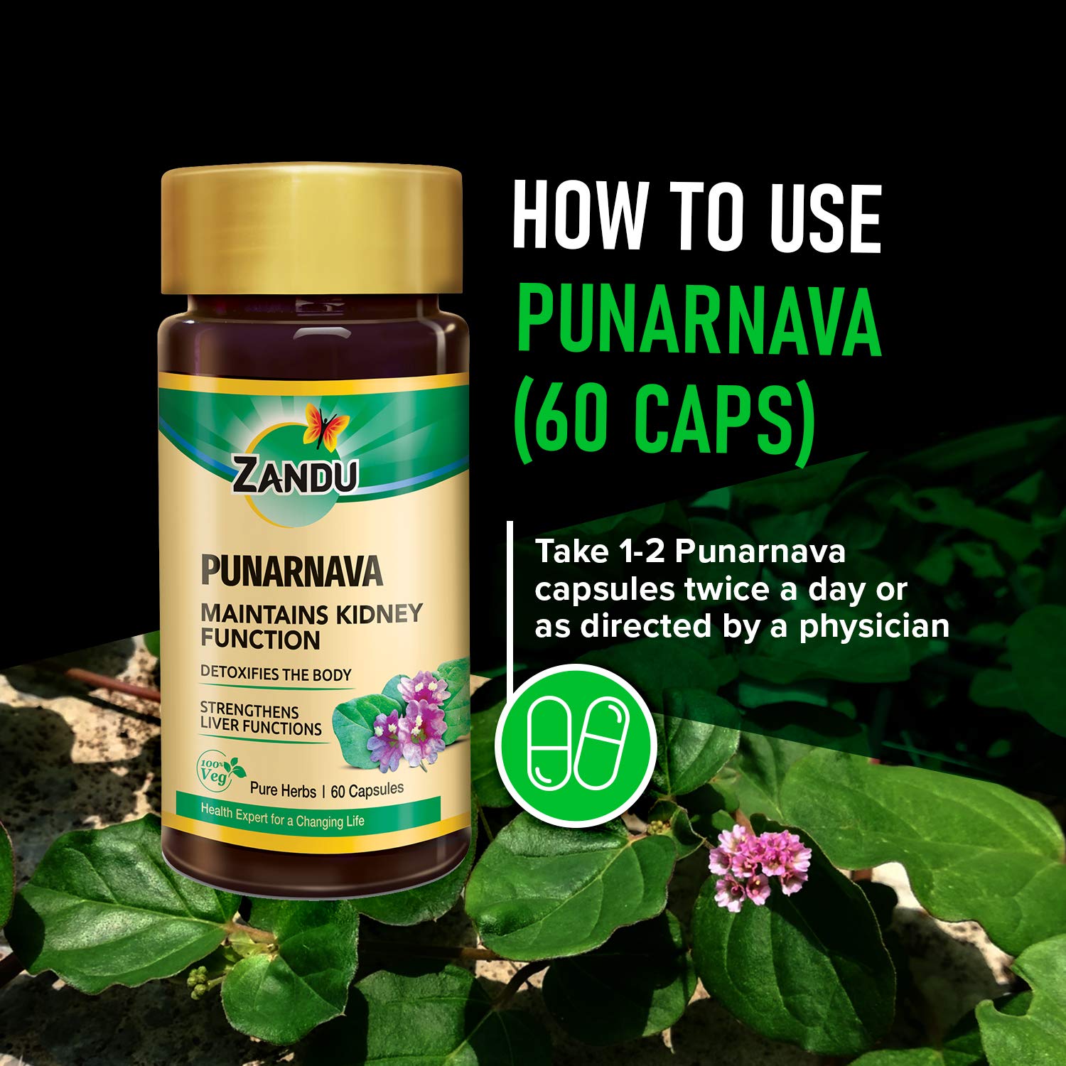 Zandu Punarnava Capsules, With Goodness of Natural Punarnava Extract known for Good Gut Health & for Healthy Appetite, Helps for Heart and Urinary Health - 60 Veg capsules – view 5