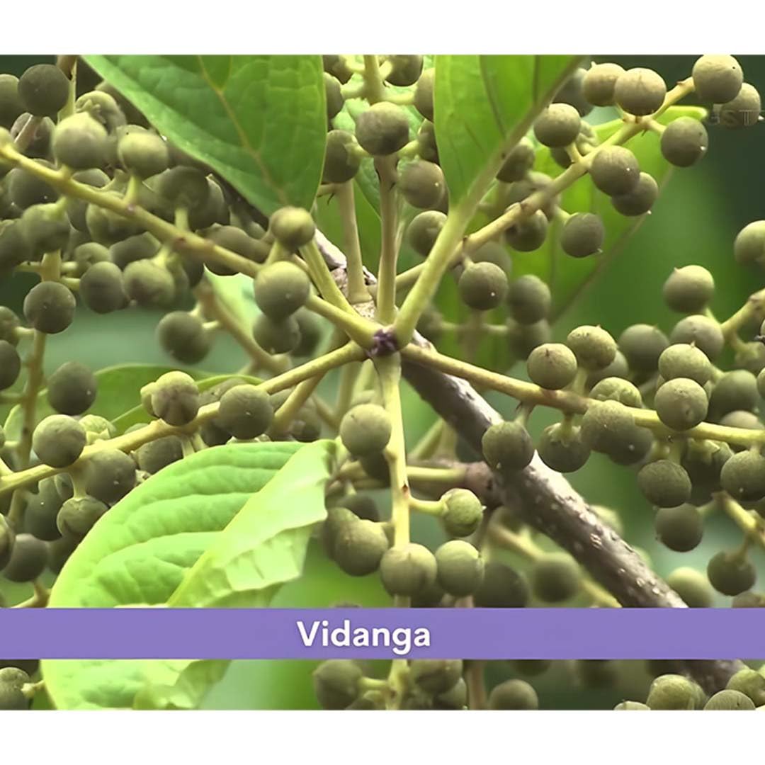 minature Vidanga Powder (Embelia Ribes) – view 2