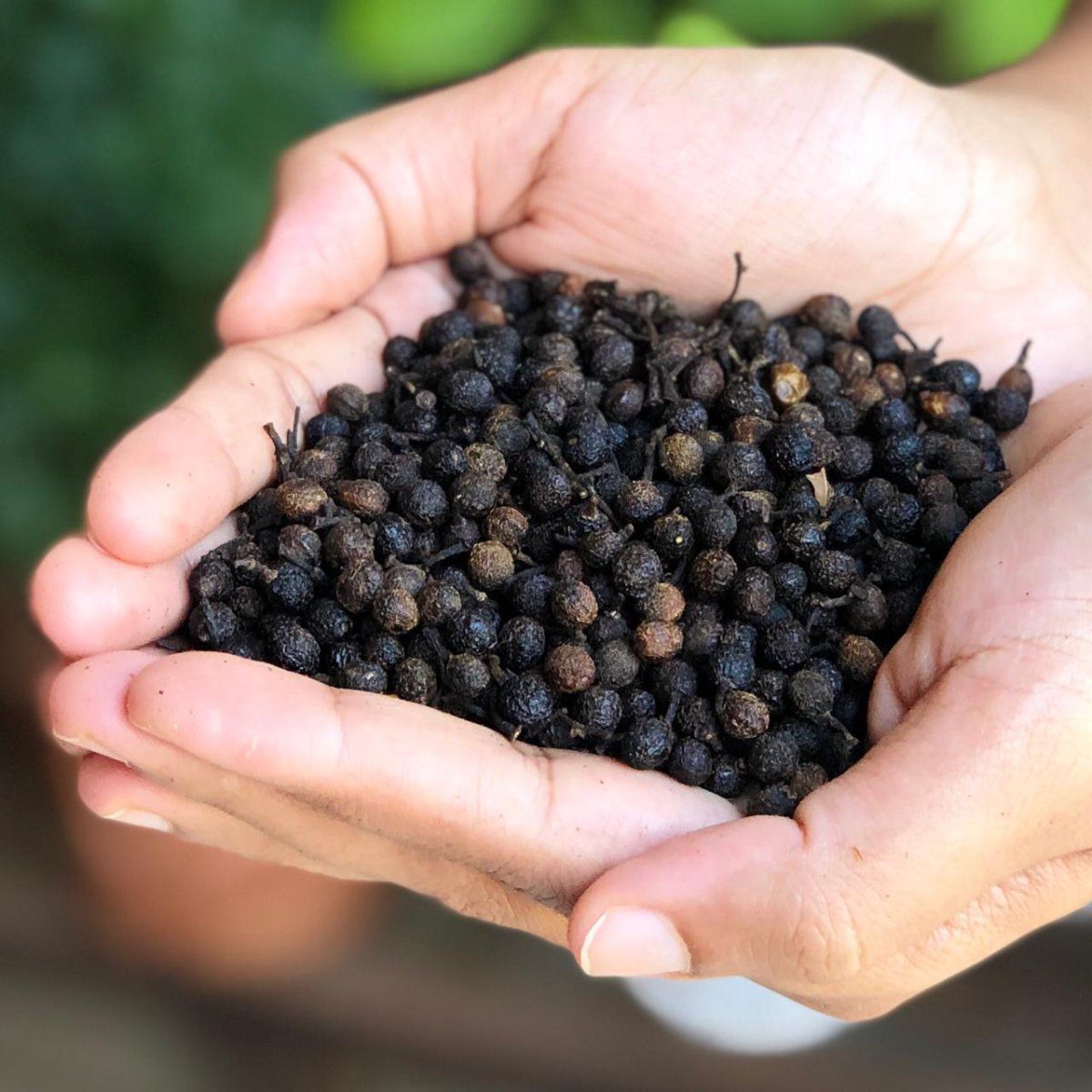 El The Cook Cubeb or Kababchini 50gm – view 4