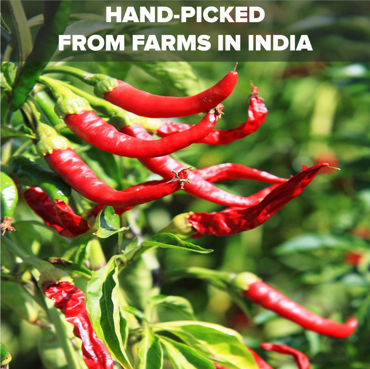 El The Cook Dried Spicy Red Chilis 50g – view 5