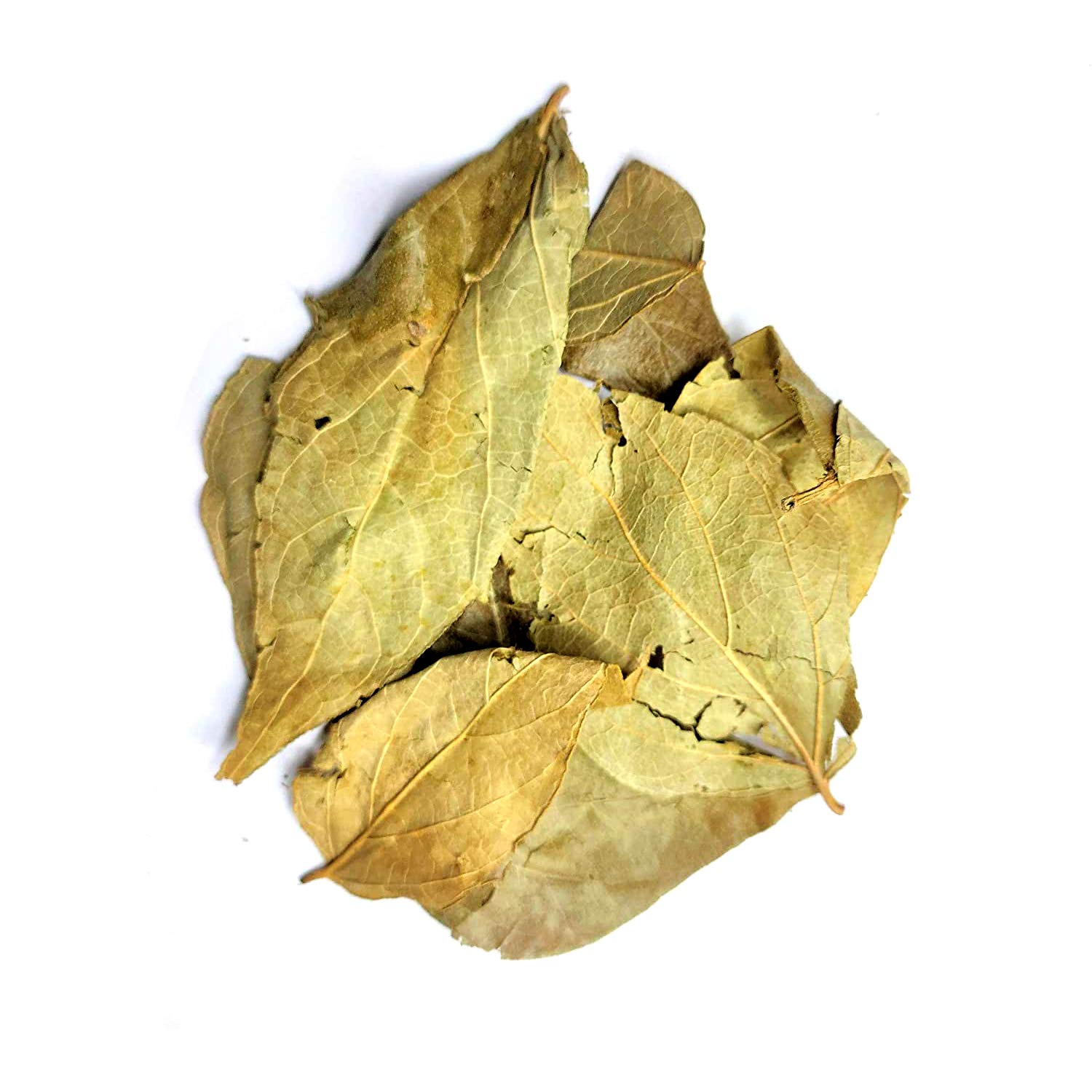 Yuvika Harshringar Patta - Parijaat Leaves - Nyctanthes Arbor-Tristis - Night Jasmine 100 Grams – view 2