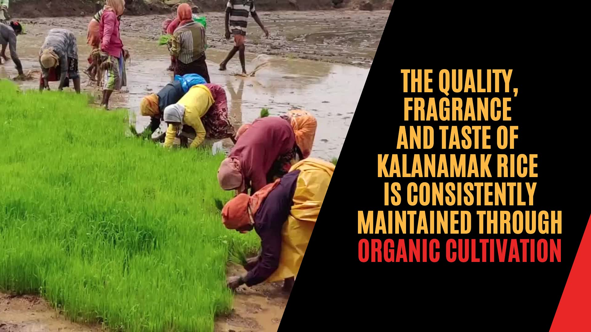 PITAAMAH Kala Namak Rice – view 5