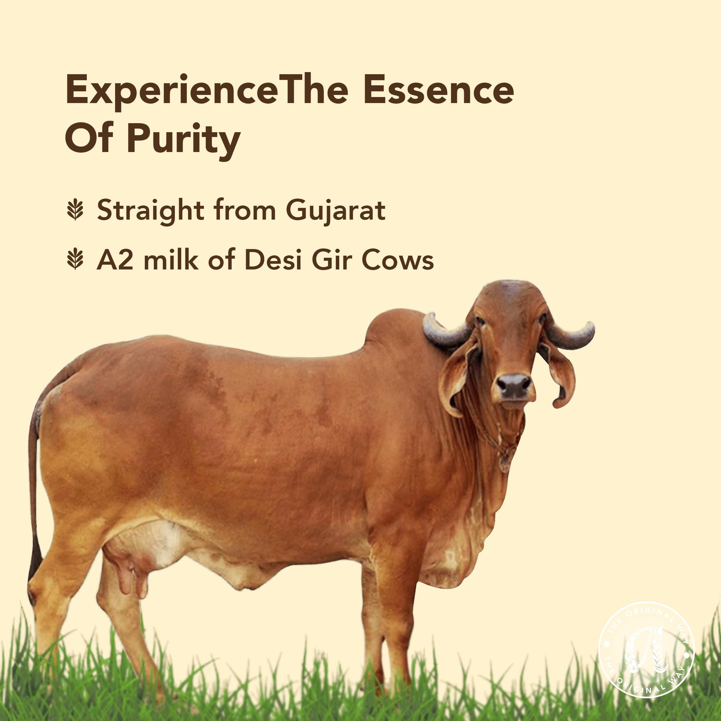 Anveshan A2 Gir Cow Desi Ghee 500ML – view 6