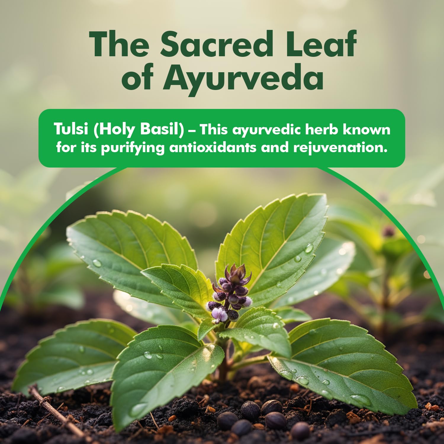 Baidyanath Ayurved Tulsi Tablets, 60 Count – view 4