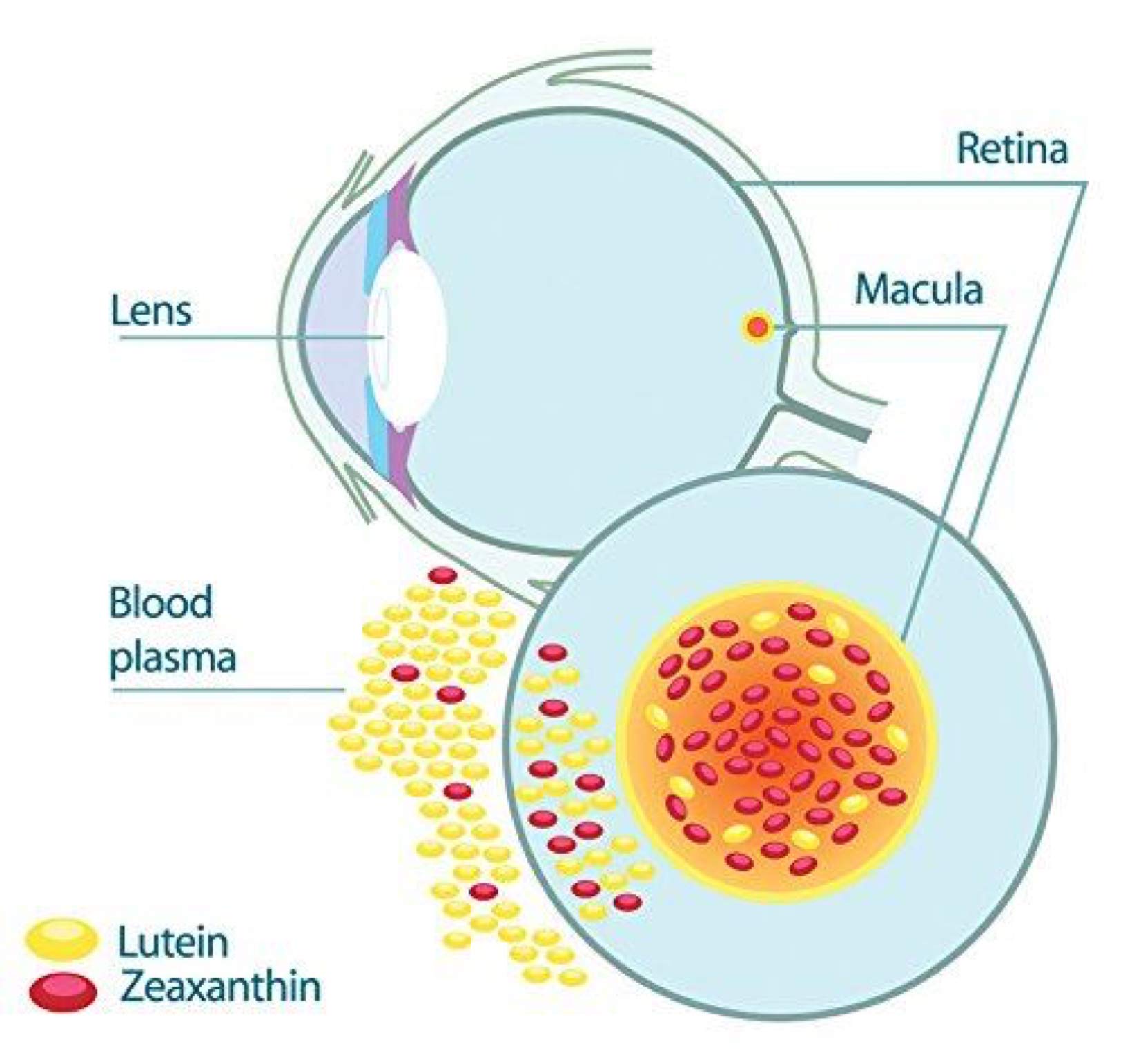 HealthyHey Lutein with Zeaxanthin - Support Eyes Health - 60 Veg. Capsules (Pack of 1) – view 5