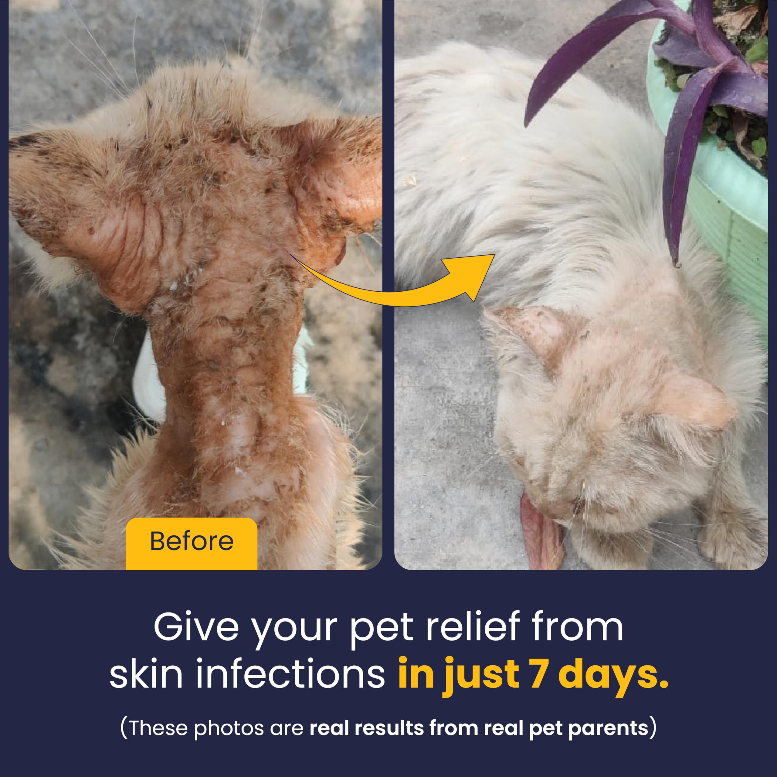 FUR BALL STORY Eczo Pet Anti Fungal & Anti Bacterial Cream – view 8