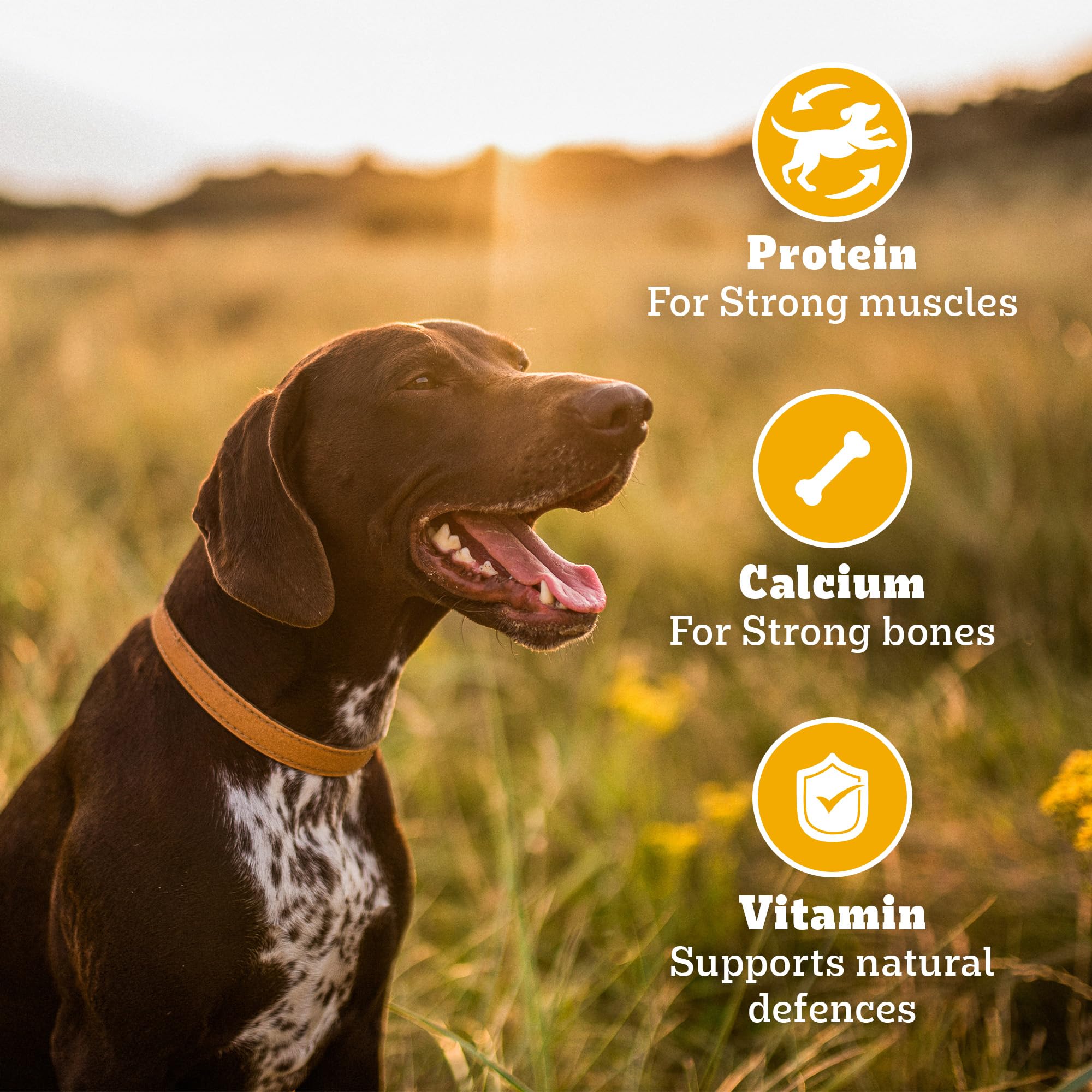 Pedigree Biscrok Biscuits (Above 4 Months) Dog Treats, Chicken Flavour, 900 g, Source of Calcium, Goodness of 15% Protein – view 4
