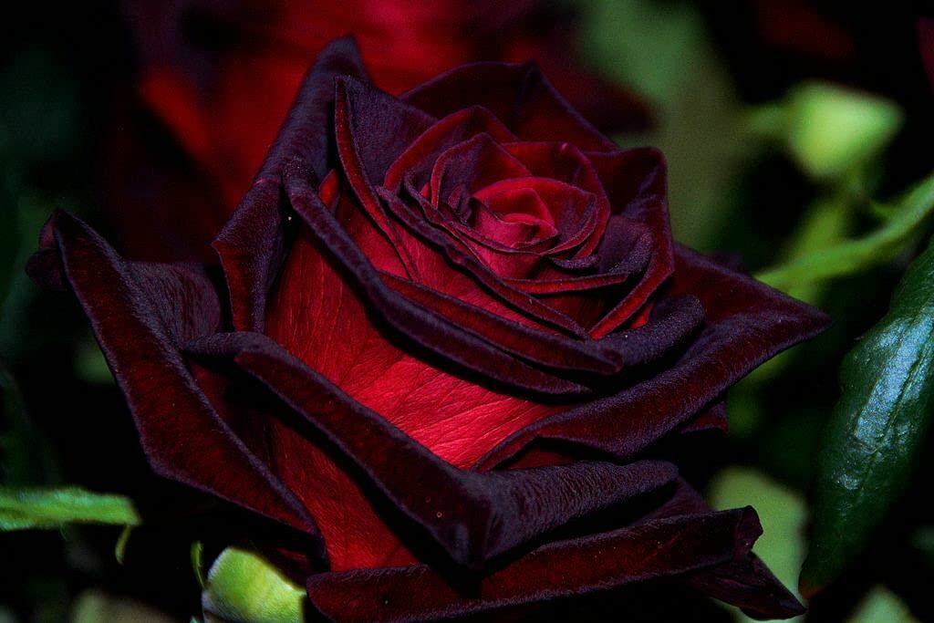 BLACK Magic Rose Bush Seeds 10 seeds per pack