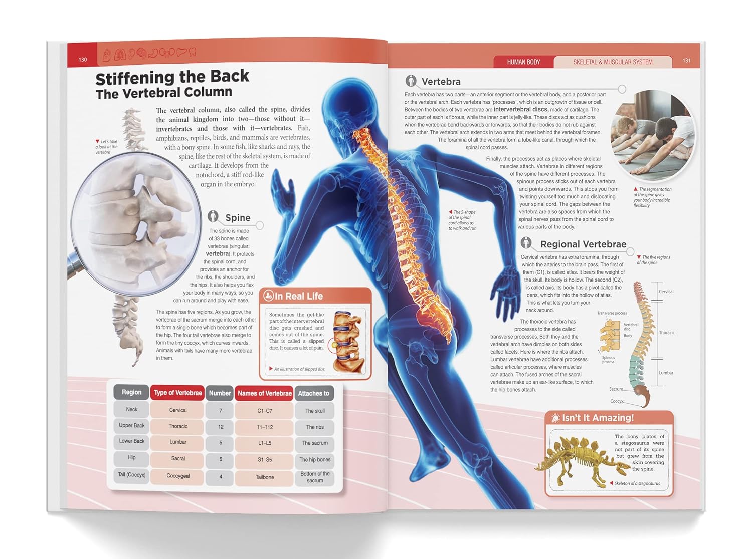 Knowledge Encyclopedia - Human Body – view 7