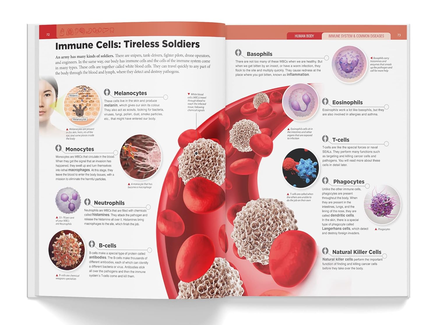 Knowledge Encyclopedia - Human Body – view 5