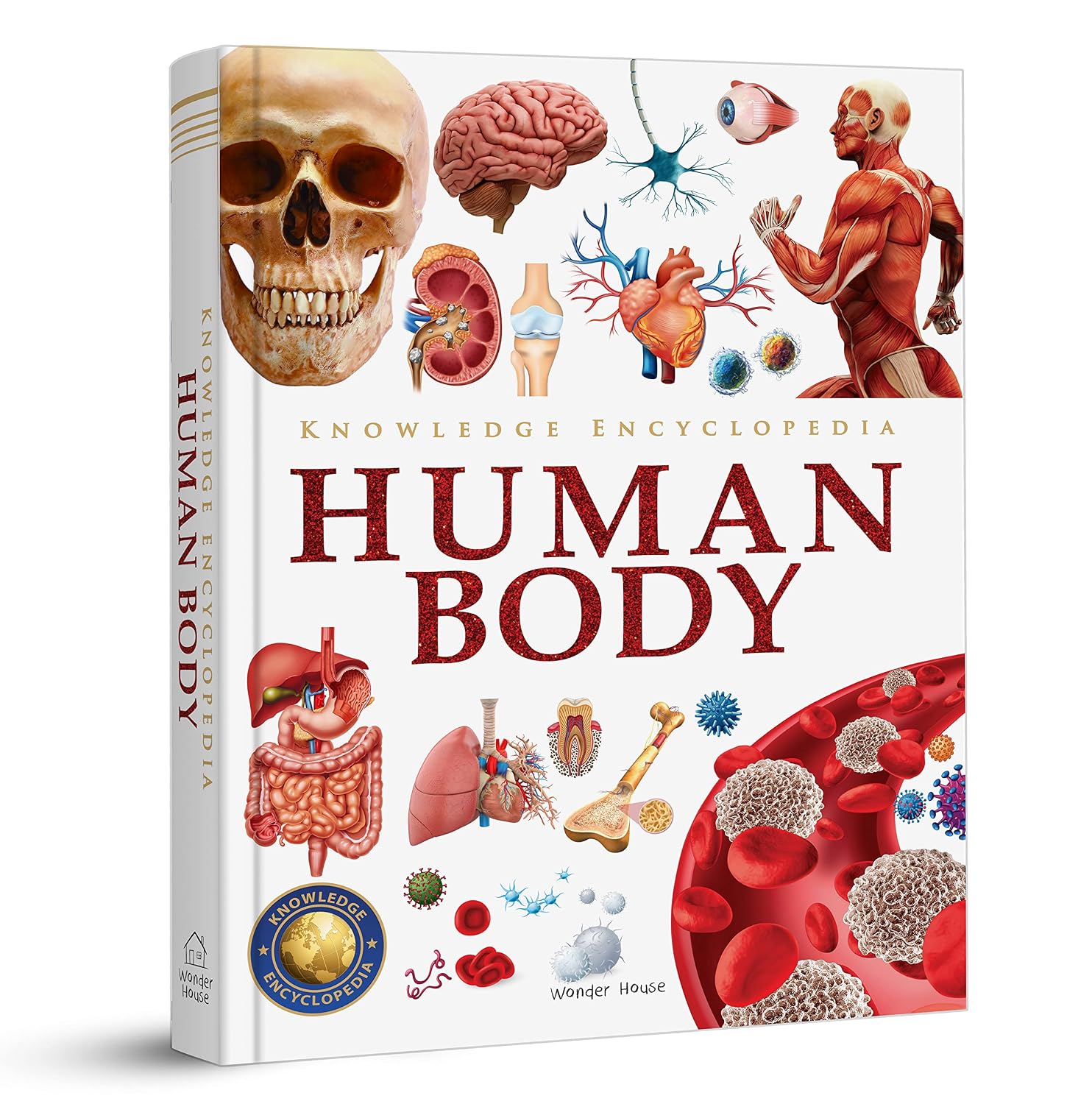 Knowledge Encyclopedia - Human Body