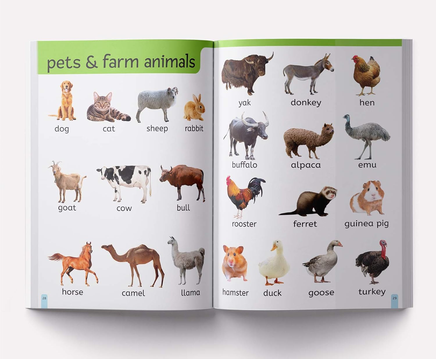 My First 1000 Words For Kids – view 8