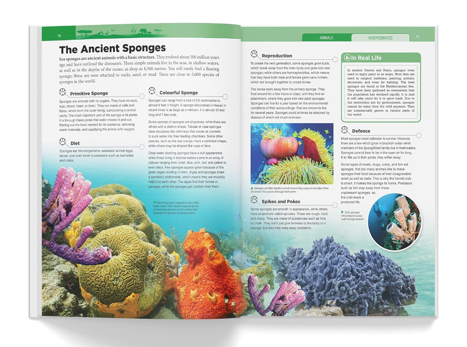 Knowledge Encyclopedia - Animals – view 6