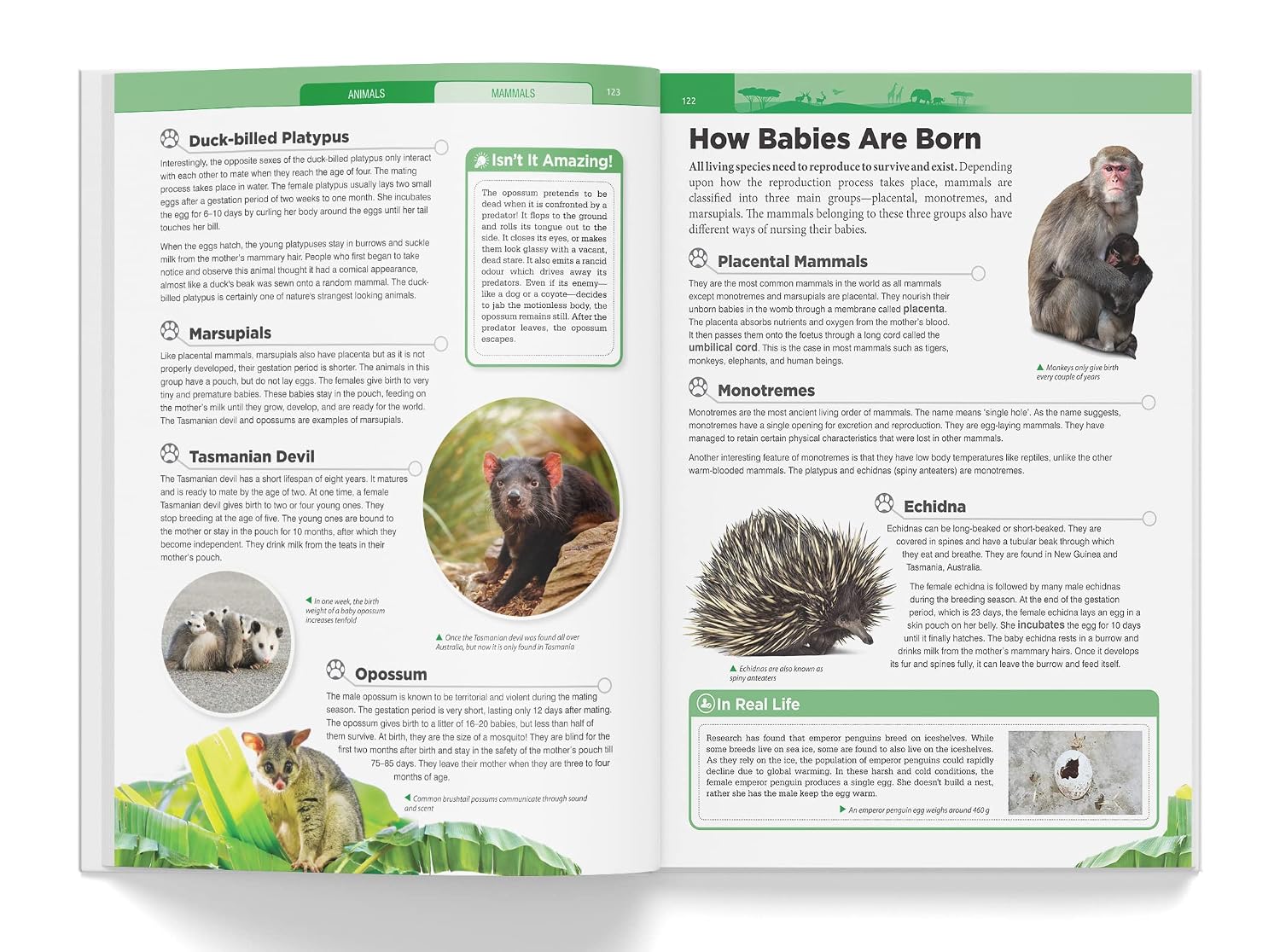 Knowledge Encyclopedia - Animals – view 7