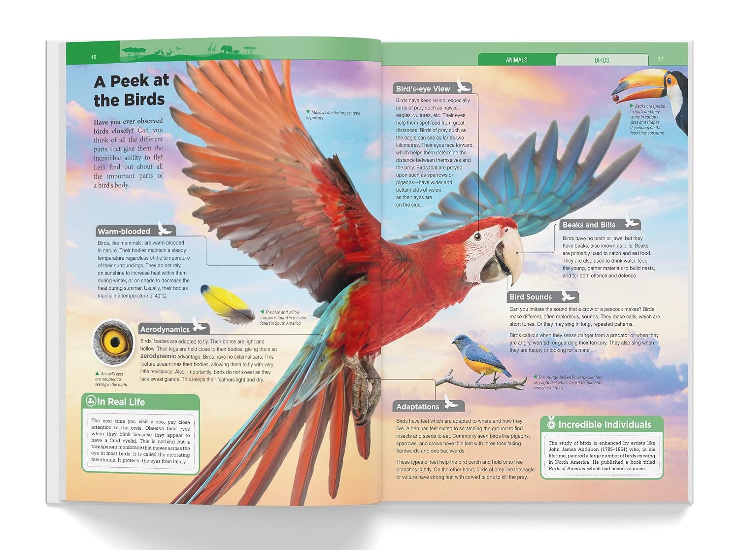 Knowledge Encyclopedia - Animals – view 4