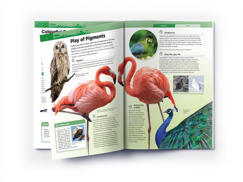 Animals - Birds – view 4