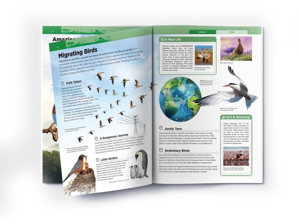 Animals - Birds – view 5