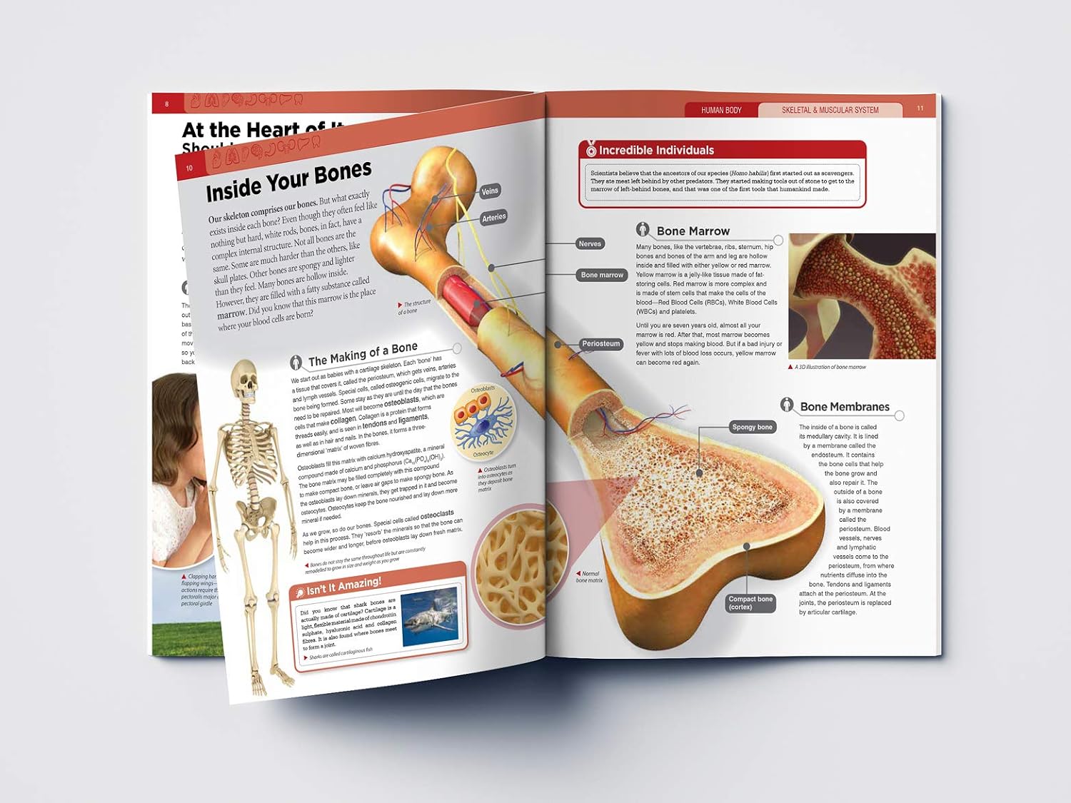 Human Body - Skeletal And Muscular System: Knowledge Encyclopedia For Children – view 8