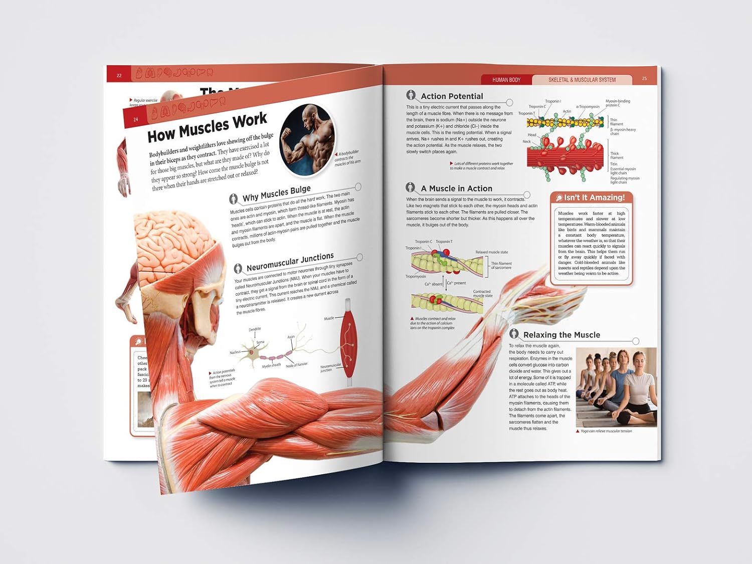 Human Body - Skeletal And Muscular System: Knowledge Encyclopedia For Children – view 9