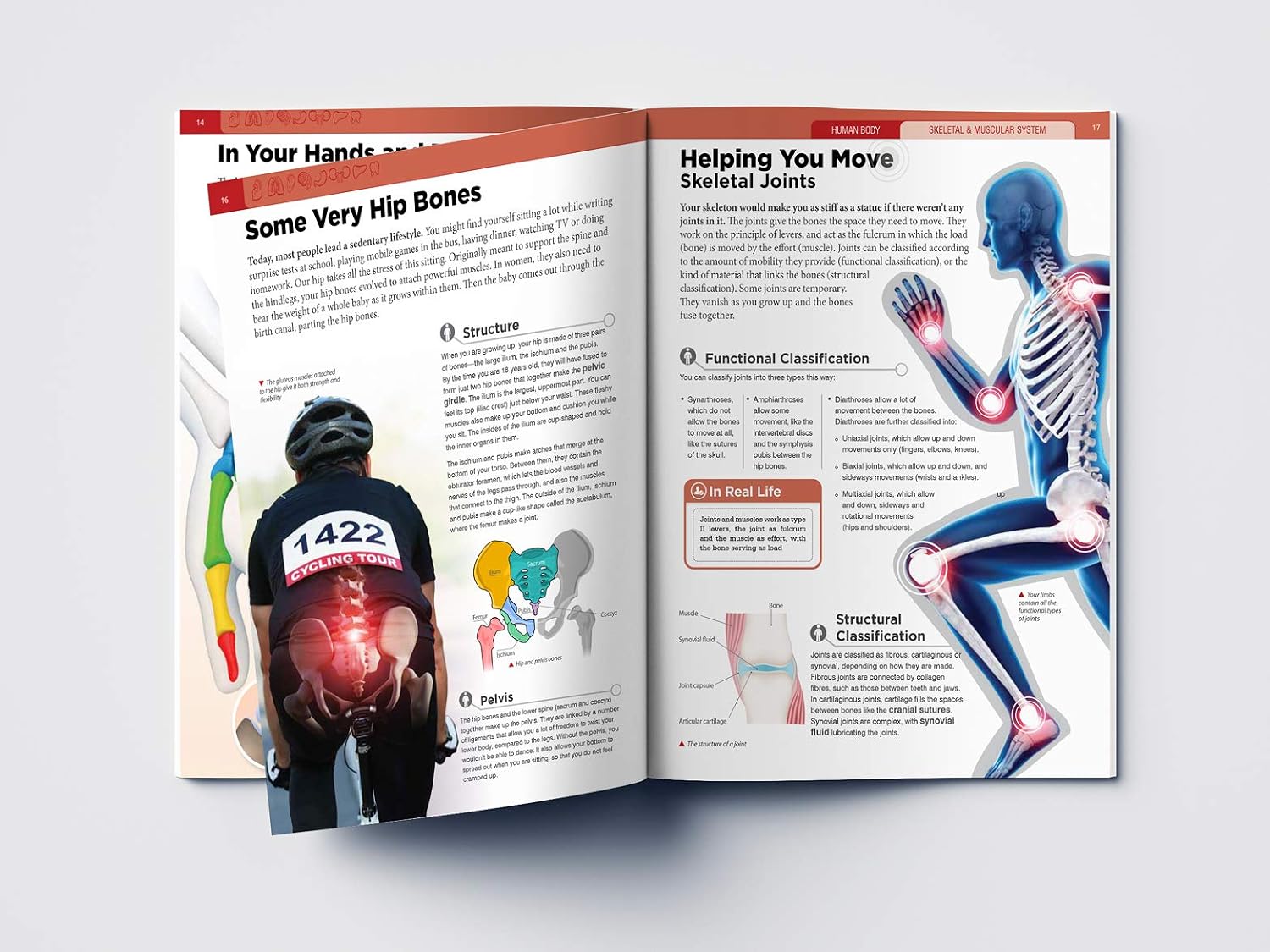 Human Body - Skeletal And Muscular System: Knowledge Encyclopedia For Children – view 7