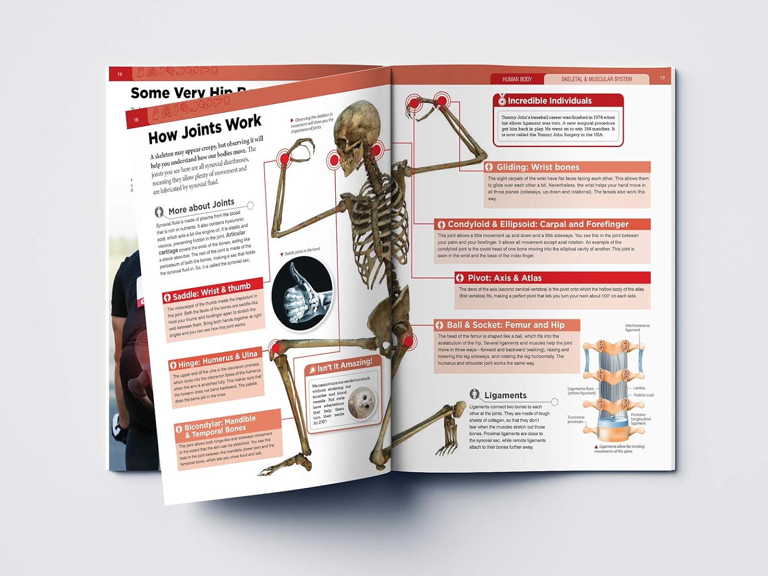 Human Body - Skeletal And Muscular System: Knowledge Encyclopedia For Children – view 6
