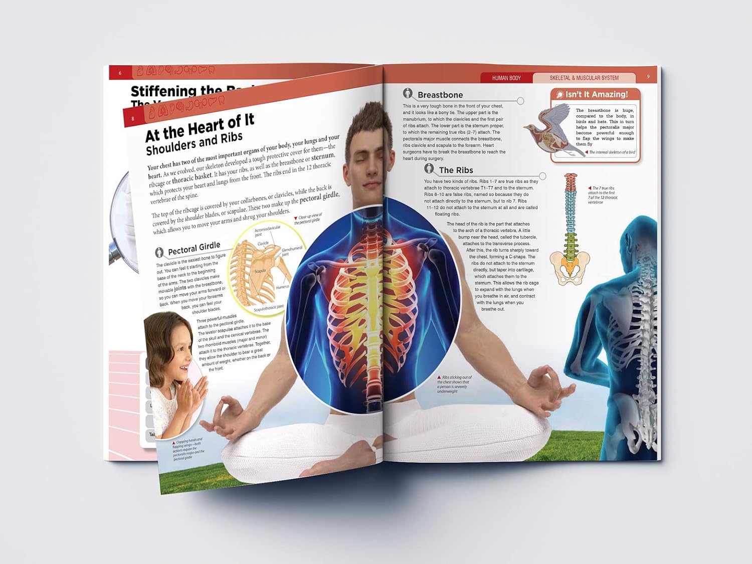 Human Body - Skeletal And Muscular System: Knowledge Encyclopedia For Children – view 5