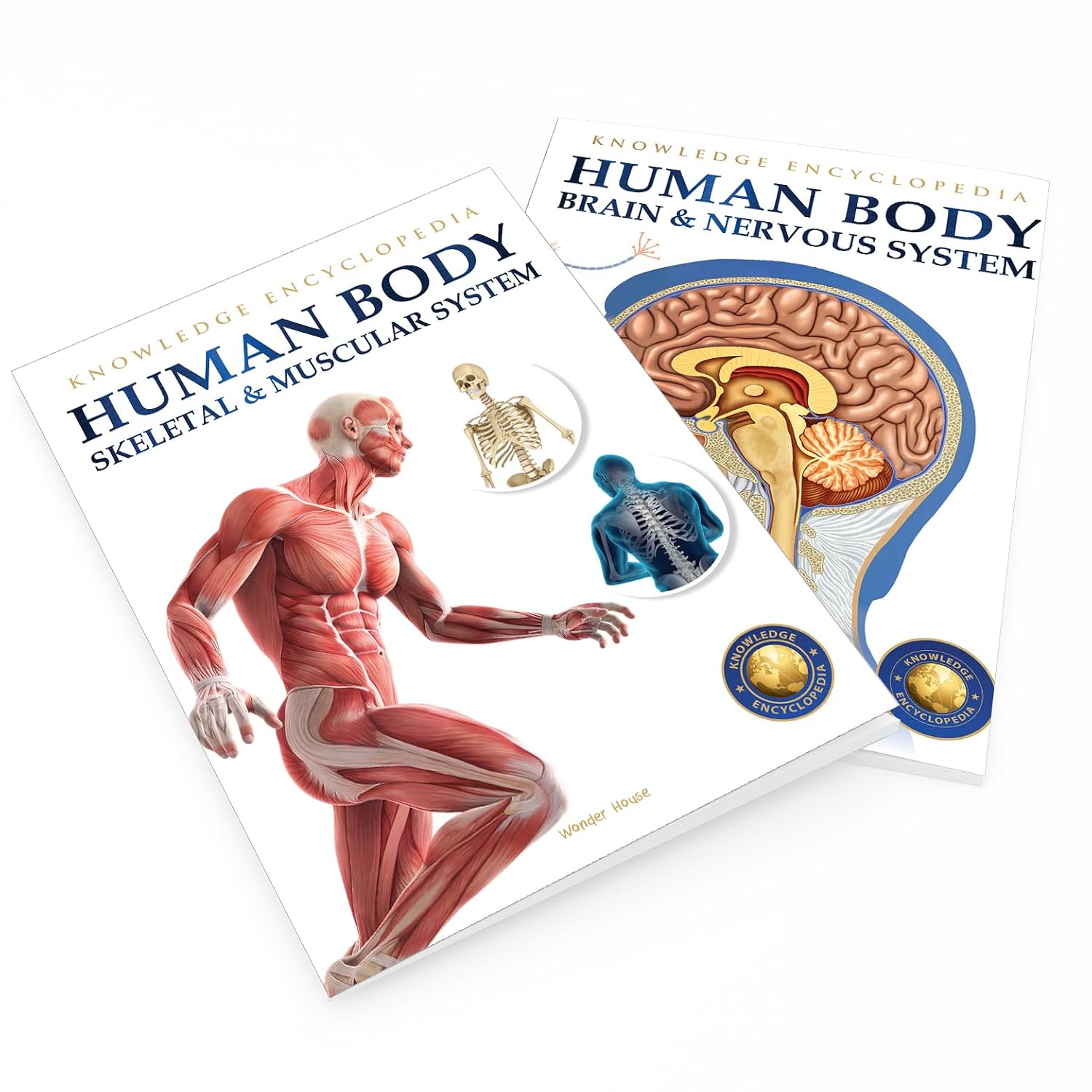 Human Body - Skeletal And Muscular System: Knowledge Encyclopedia For Children – view 12