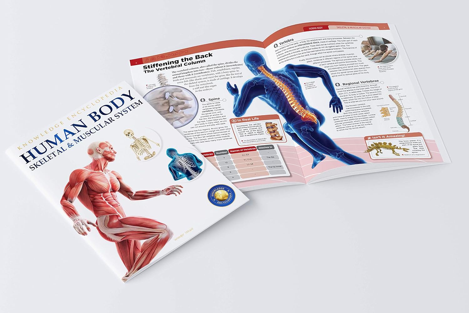 Human Body - Skeletal And Muscular System: Knowledge Encyclopedia For Children – view 4